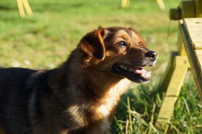 Buśka