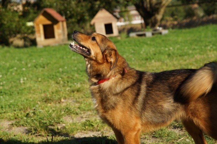 Buśka