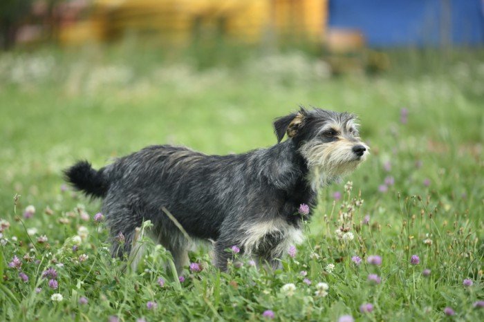 Pandi