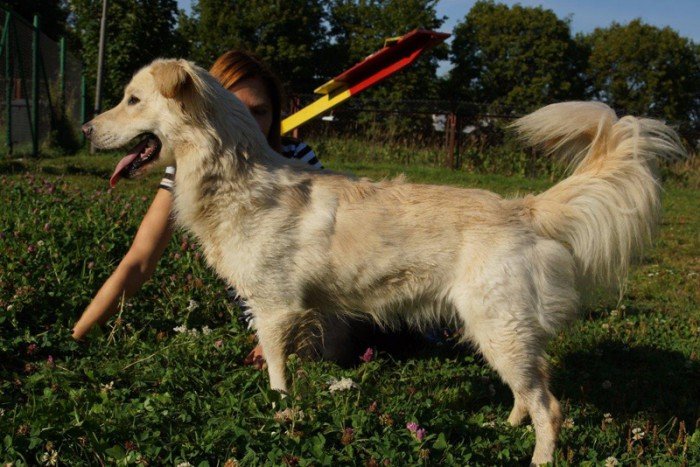 Sernik