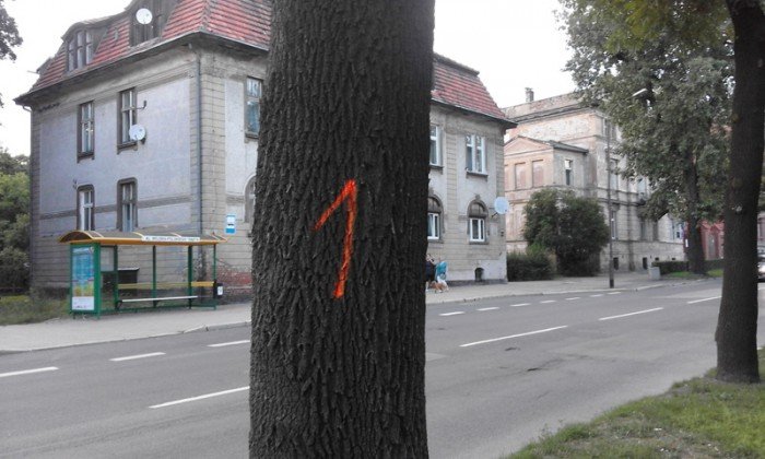 co-z-drzewami-na-wojska-polskiego-foto-64988