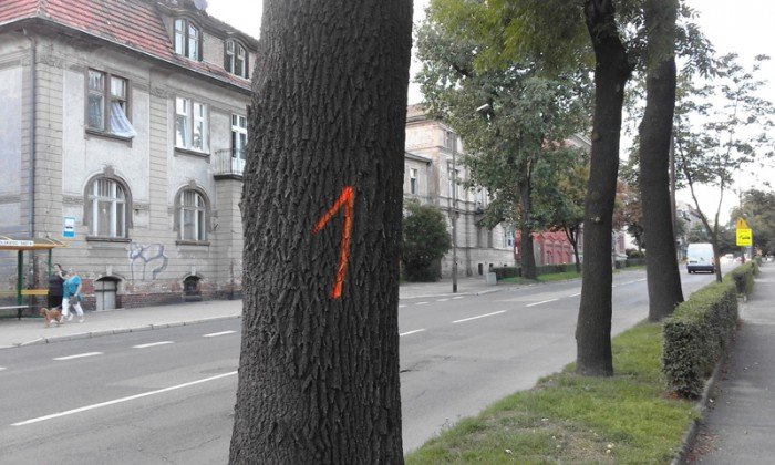 co-z-drzewami-na-wojska-polskiego-foto-64988