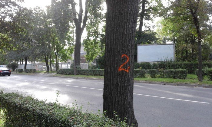 co-z-drzewami-na-wojska-polskiego-foto-64988