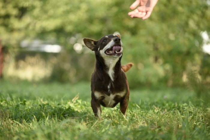Czoki