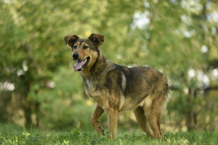 Rufik