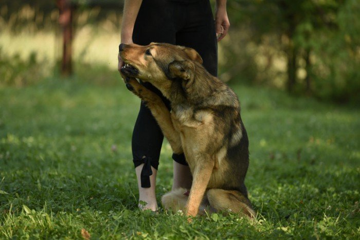 Rufik