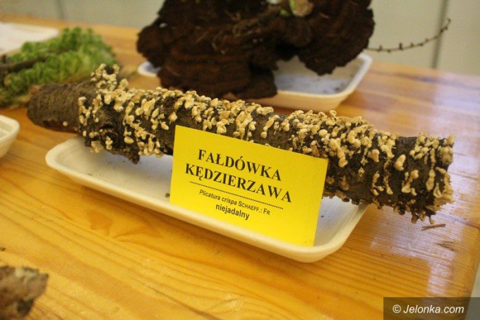 200-gatunkow-na-wystawie-swiezych-grzybow-foto-65084