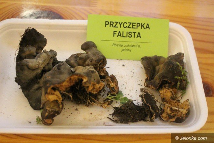 200-gatunkow-na-wystawie-swiezych-grzybow-foto-65084