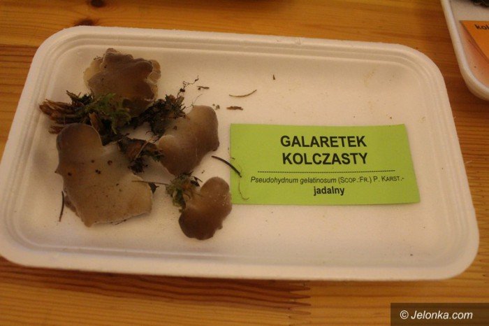 200-gatunkow-na-wystawie-swiezych-grzybow-foto-65084