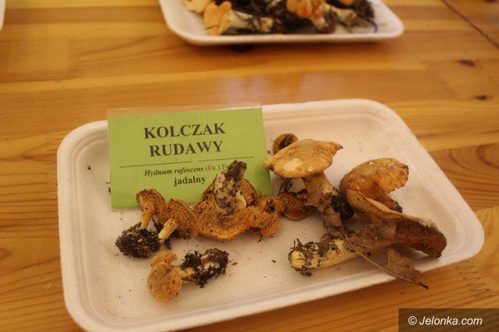 200-gatunkow-na-wystawie-swiezych-grzybow-foto-65084
