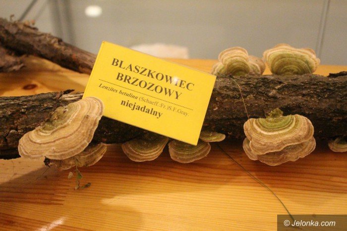 200-gatunkow-na-wystawie-swiezych-grzybow-foto-65084