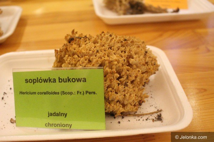200-gatunkow-na-wystawie-swiezych-grzybow-foto-65084