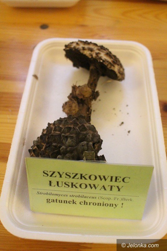 200-gatunkow-na-wystawie-swiezych-grzybow-foto-65084