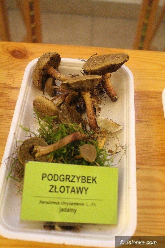 200-gatunkow-na-wystawie-swiezych-grzybow-foto-65084