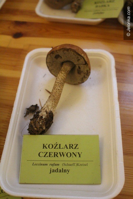 200-gatunkow-na-wystawie-swiezych-grzybow-foto-65084