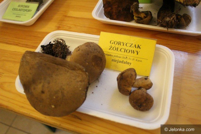 200-gatunkow-na-wystawie-swiezych-grzybow-foto-65084