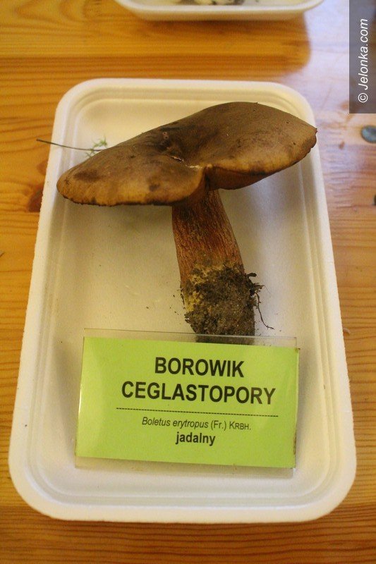 200-gatunkow-na-wystawie-swiezych-grzybow-foto-65084