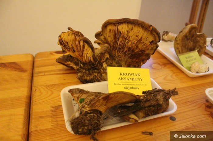 200-gatunkow-na-wystawie-swiezych-grzybow-foto-65084