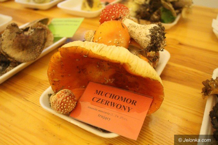 200-gatunkow-na-wystawie-swiezych-grzybow-foto-65084
