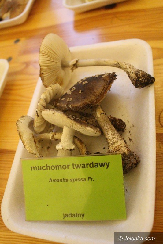 200-gatunkow-na-wystawie-swiezych-grzybow-foto-65084