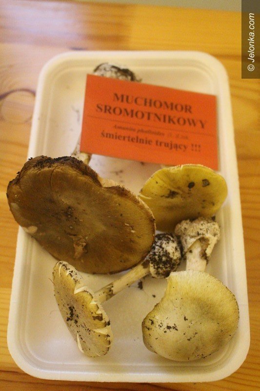 200-gatunkow-na-wystawie-swiezych-grzybow-foto-65084