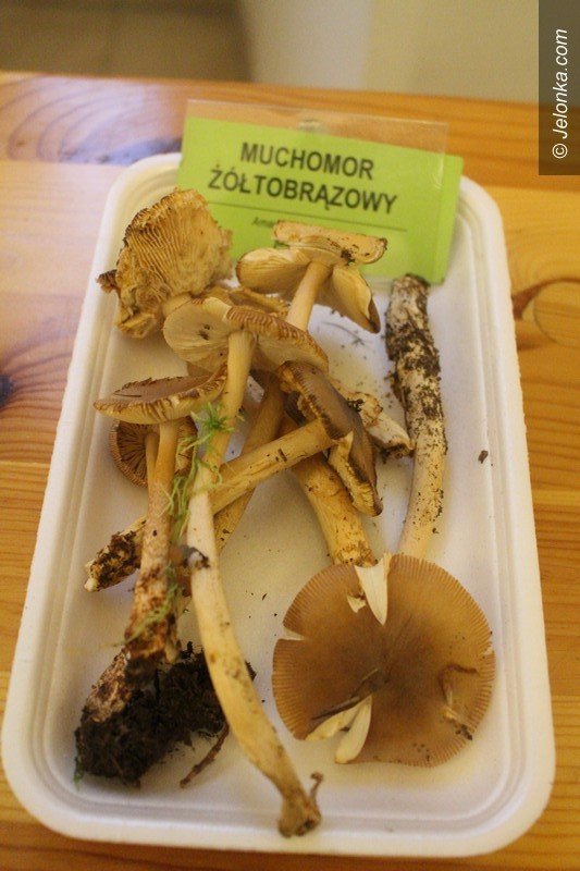 200-gatunkow-na-wystawie-swiezych-grzybow-foto-65084