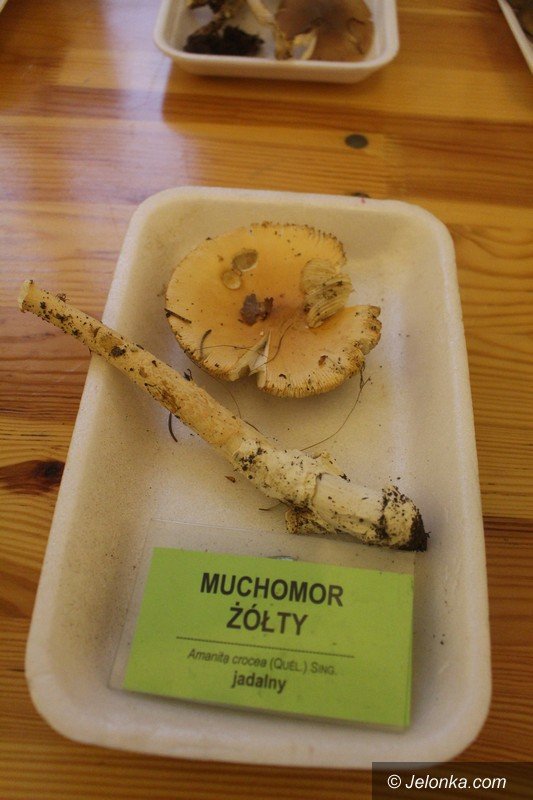 200-gatunkow-na-wystawie-swiezych-grzybow-foto-65084