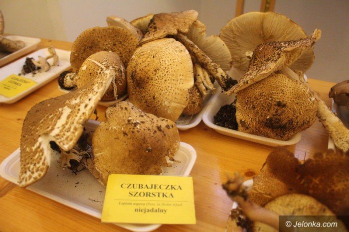 200-gatunkow-na-wystawie-swiezych-grzybow-foto-65084
