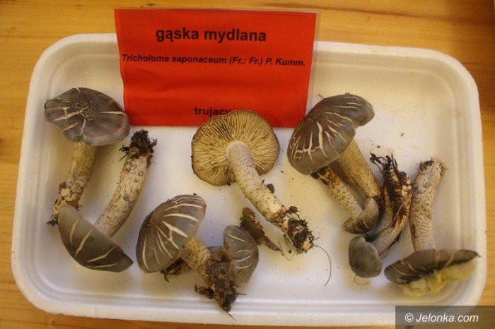 200-gatunkow-na-wystawie-swiezych-grzybow-foto-65084