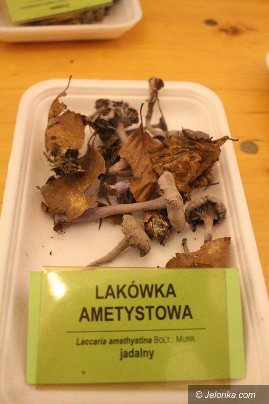 200-gatunkow-na-wystawie-swiezych-grzybow-foto-65084