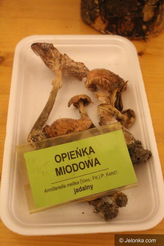 200-gatunkow-na-wystawie-swiezych-grzybow-foto-65084