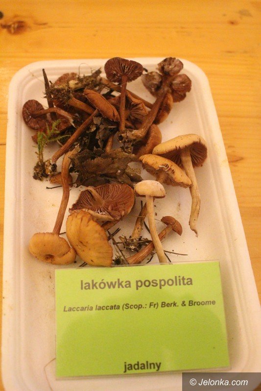 200-gatunkow-na-wystawie-swiezych-grzybow-foto-65084