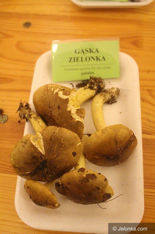 200-gatunkow-na-wystawie-swiezych-grzybow-foto-65084