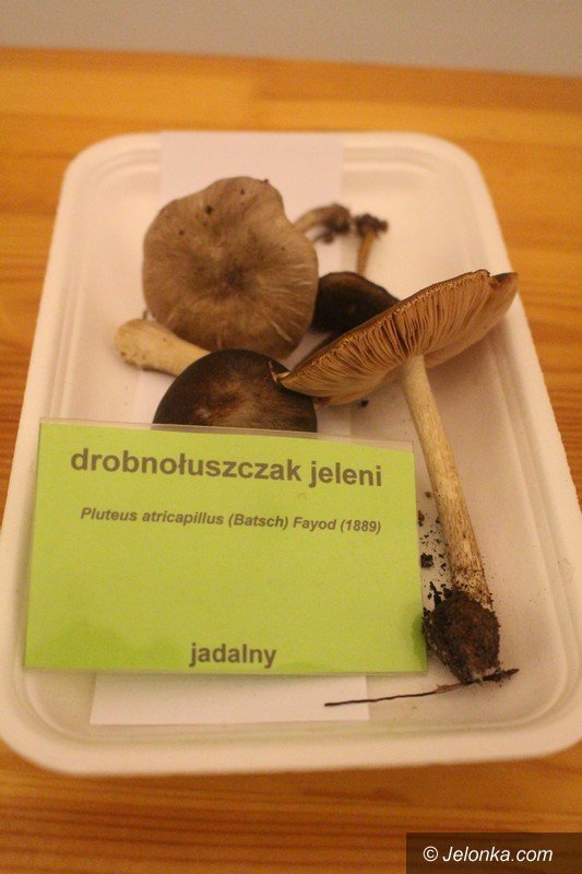 200-gatunkow-na-wystawie-swiezych-grzybow-foto-65084