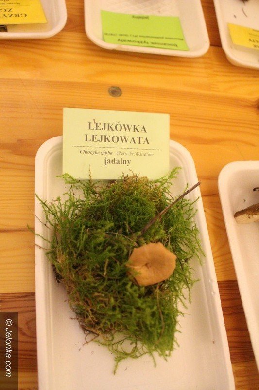 200-gatunkow-na-wystawie-swiezych-grzybow-foto-65084