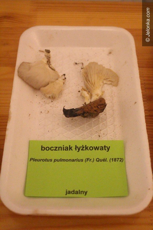 200-gatunkow-na-wystawie-swiezych-grzybow-foto-65084
