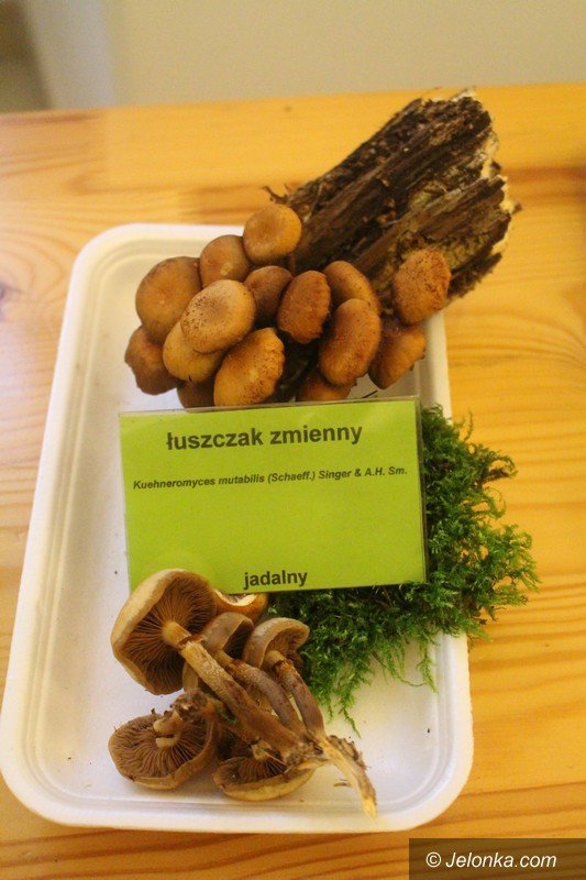 200-gatunkow-na-wystawie-swiezych-grzybow-foto-65084