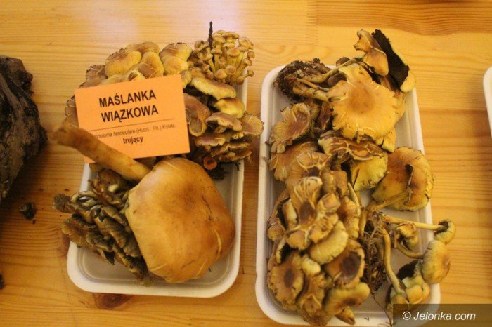 200-gatunkow-na-wystawie-swiezych-grzybow-foto-65084