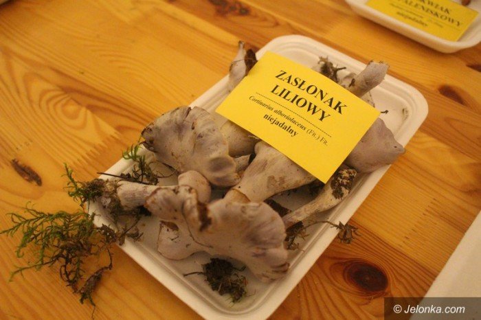 200-gatunkow-na-wystawie-swiezych-grzybow-foto-65084