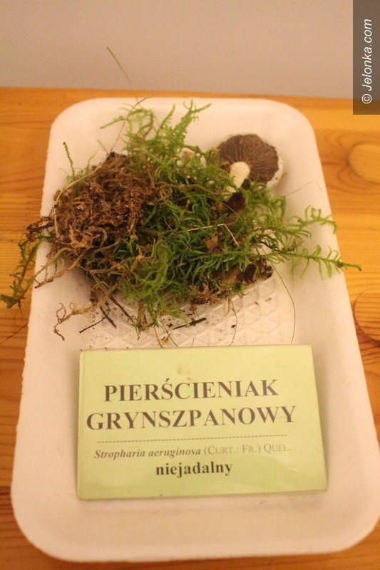 200-gatunkow-na-wystawie-swiezych-grzybow-foto-65084