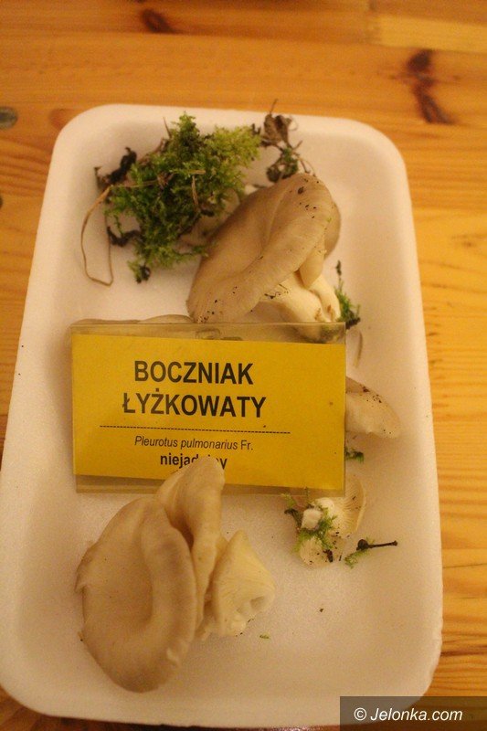 200-gatunkow-na-wystawie-swiezych-grzybow-foto-65084