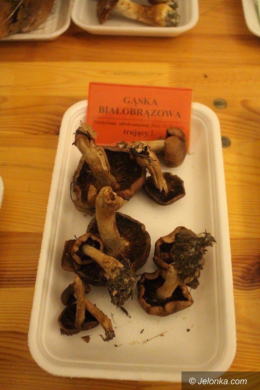 200-gatunkow-na-wystawie-swiezych-grzybow-foto-65084