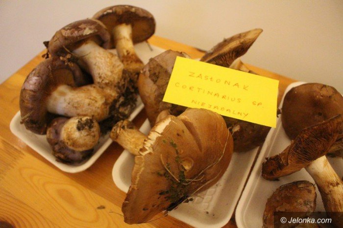 200-gatunkow-na-wystawie-swiezych-grzybow-foto-65084