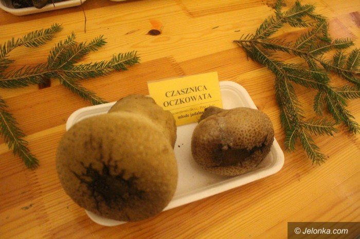 200-gatunkow-na-wystawie-swiezych-grzybow-foto-65084
