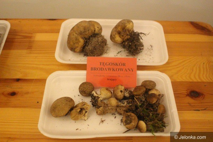 200-gatunkow-na-wystawie-swiezych-grzybow-foto-65084