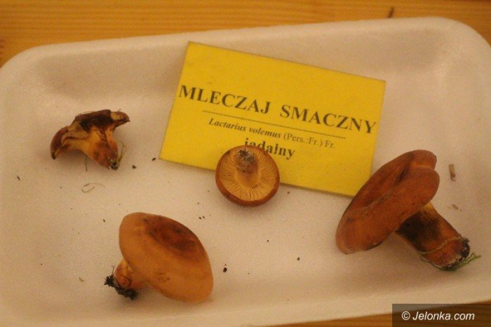 200-gatunkow-na-wystawie-swiezych-grzybow-foto-65084
