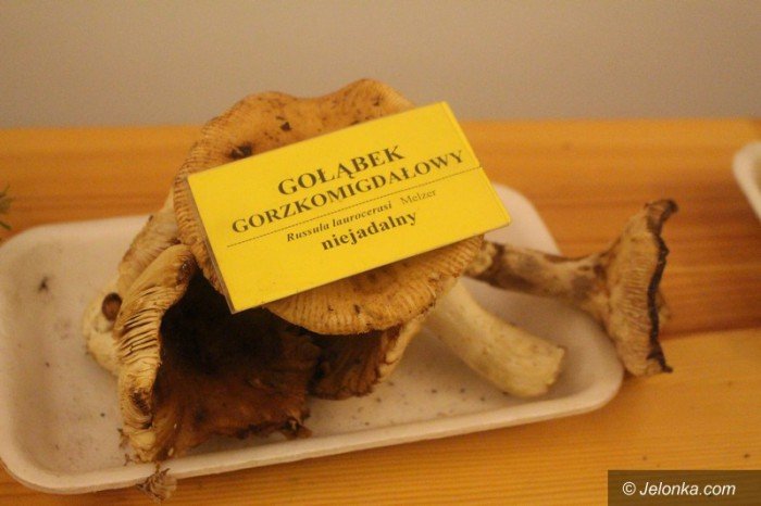 200-gatunkow-na-wystawie-swiezych-grzybow-foto-65084
