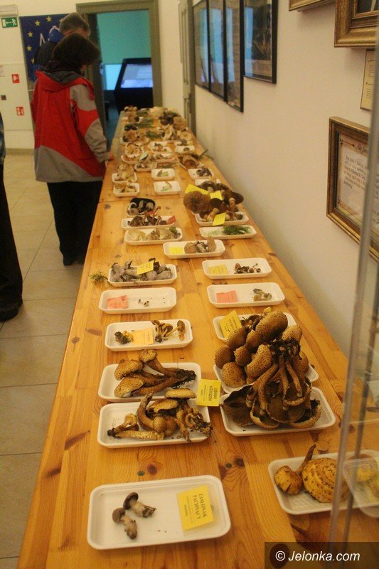 200-gatunkow-na-wystawie-swiezych-grzybow-foto-65084