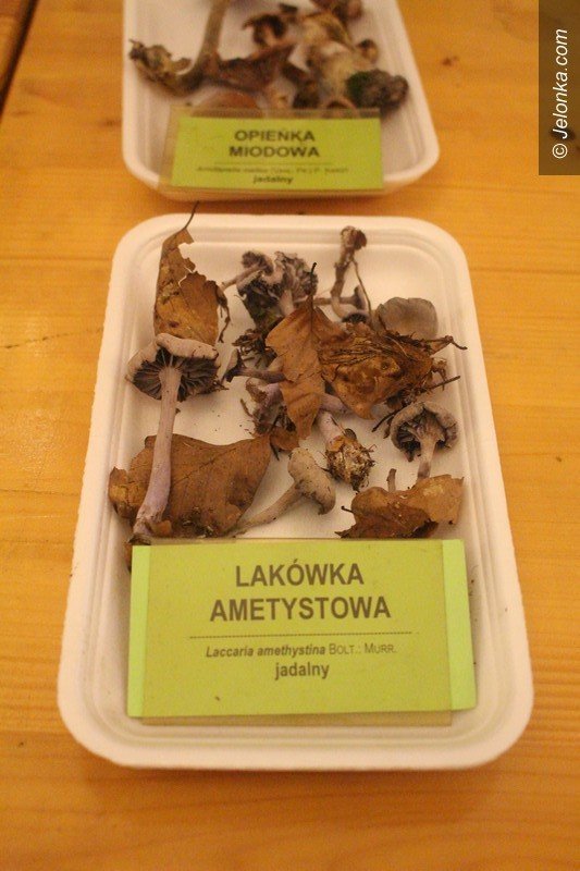 200-gatunkow-na-wystawie-swiezych-grzybow-foto-65084