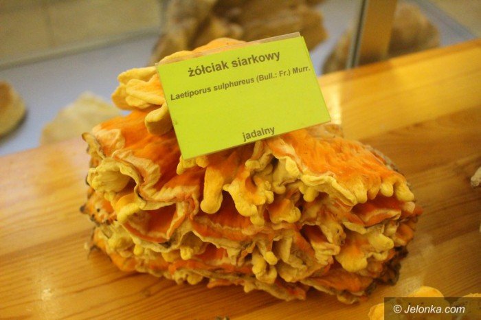 200-gatunkow-na-wystawie-swiezych-grzybow-foto-65084